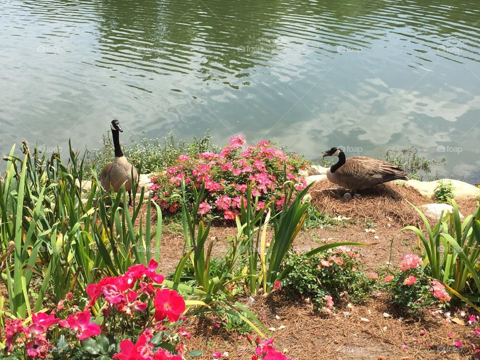 Canada goose family with goslings in the nest on a perfect spring day.
