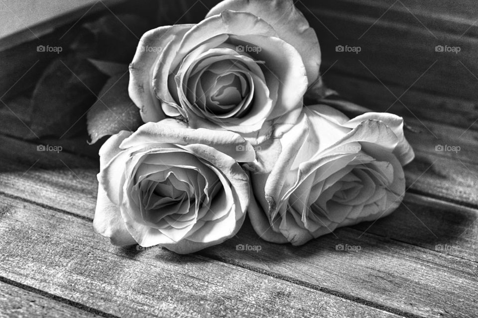 Roses in Black and White