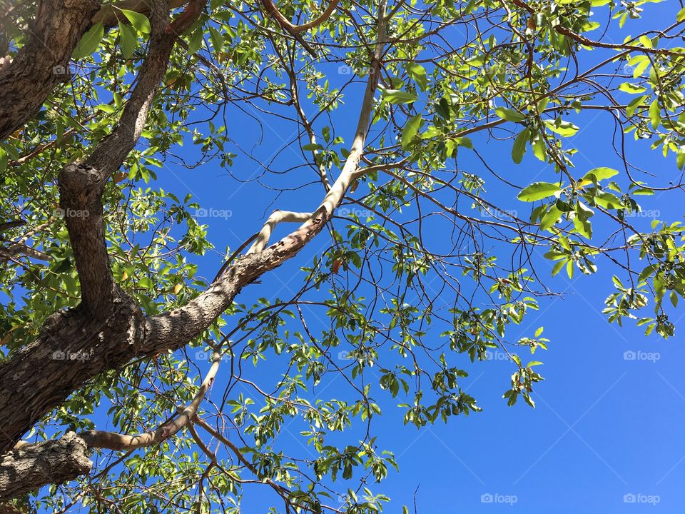 A tree on a sunny day.