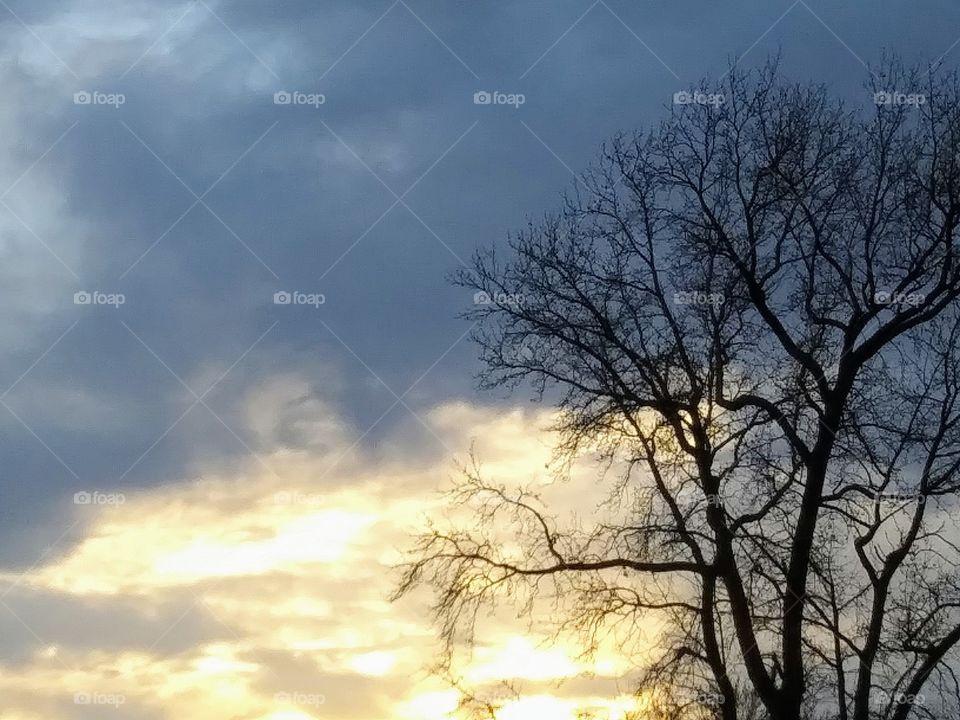 tree and cloudy sunset
