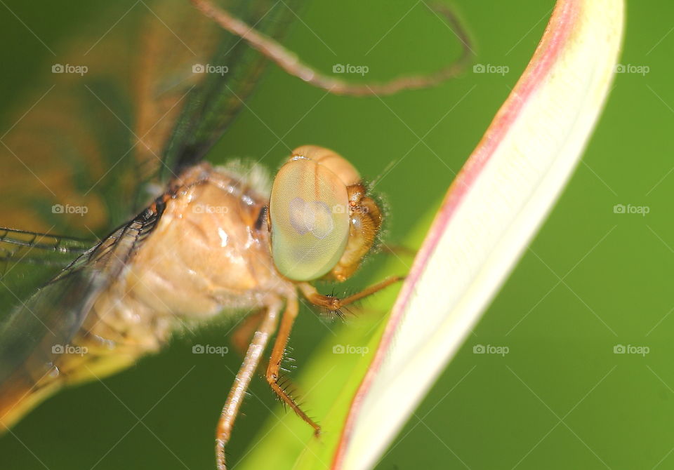 A pair of large eyes compound of light brown - chocolate of young darmselfy . The darmselfy silent 's resting on to the long time of morning until the day at the corner site of garden fishpond . Wet site , and felt tropical site grown habitat choosen