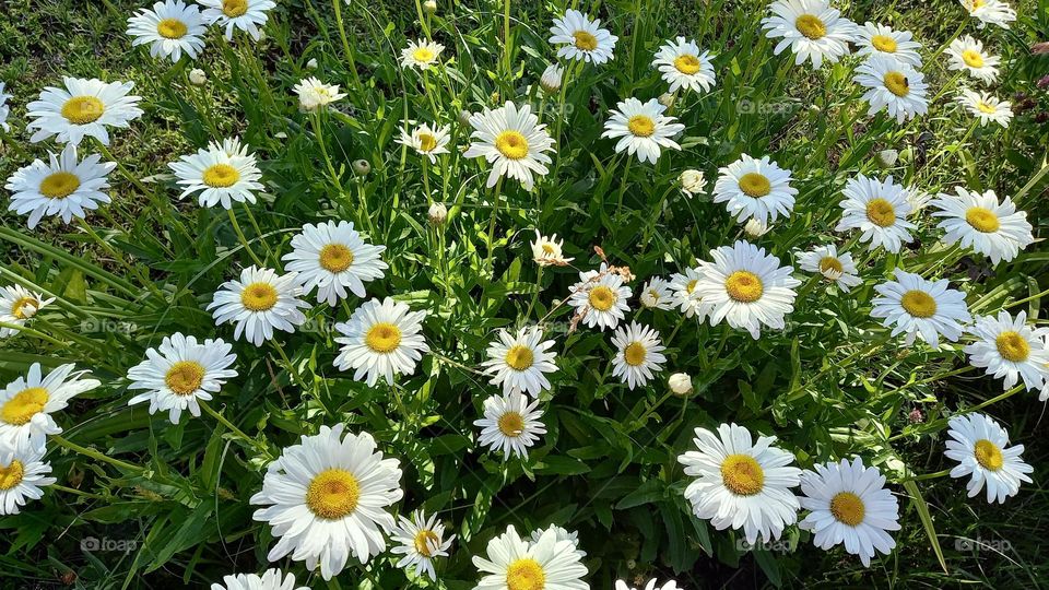 Beautiful chamomile flowers in the garden