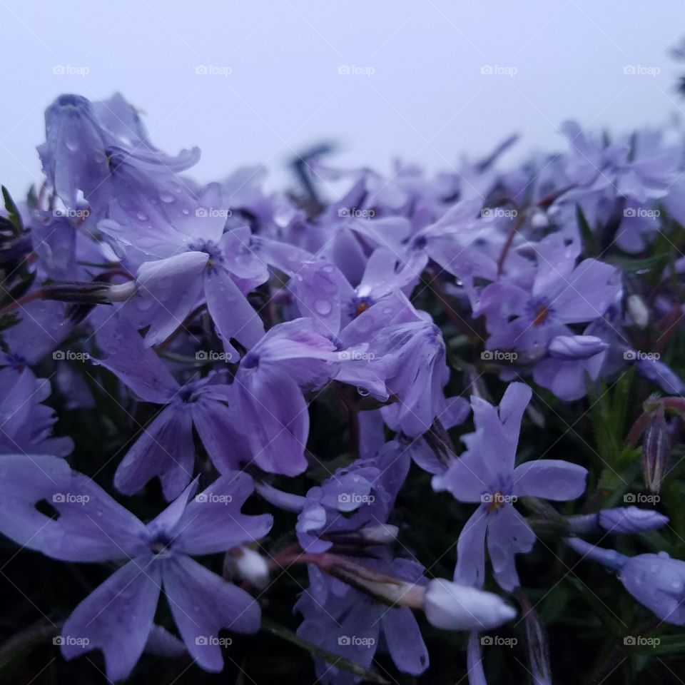 purple rain drops