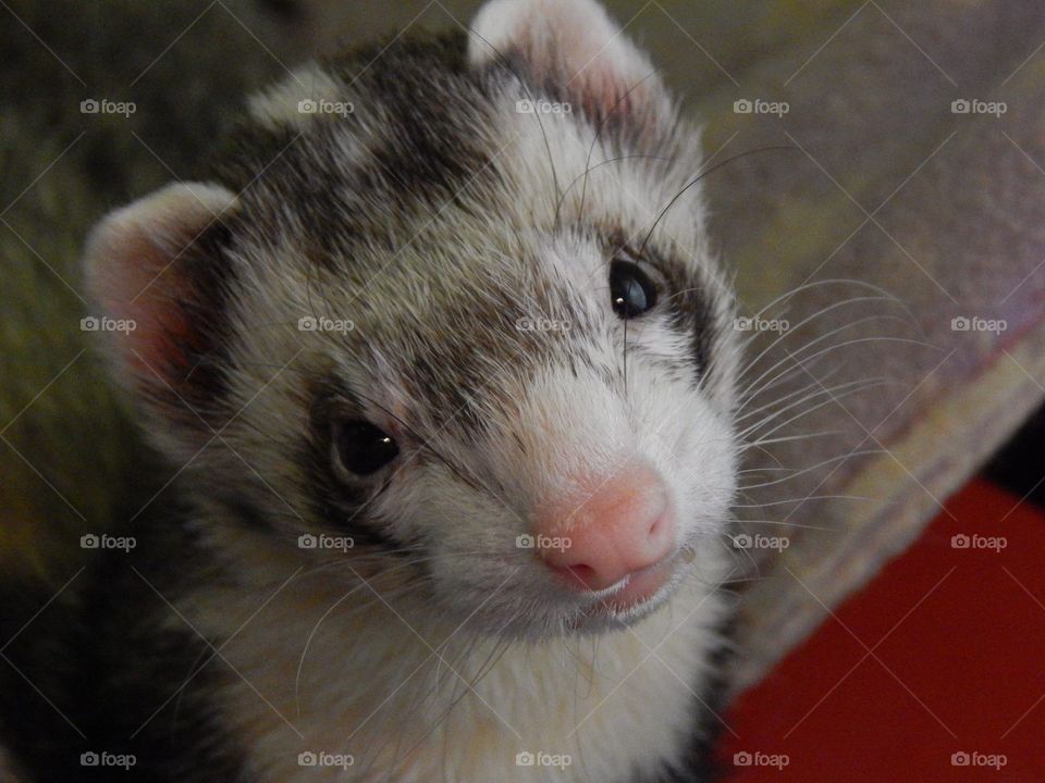 Ferret