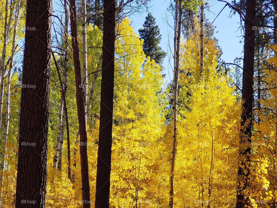 Magnificent ponderosa pine trees grow with aspen trees with leaves of golden yellow fall colors along the banks of Indian Ford Creek in the forests of Central Oregon on a sunny autumn day.