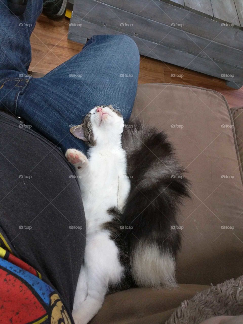 Kitten Sleeping with Fox Tail