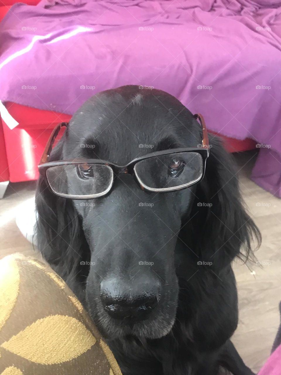 Black flatcoat retriever looking highly intelligent and comical in a pair of glasses. Colourful background.