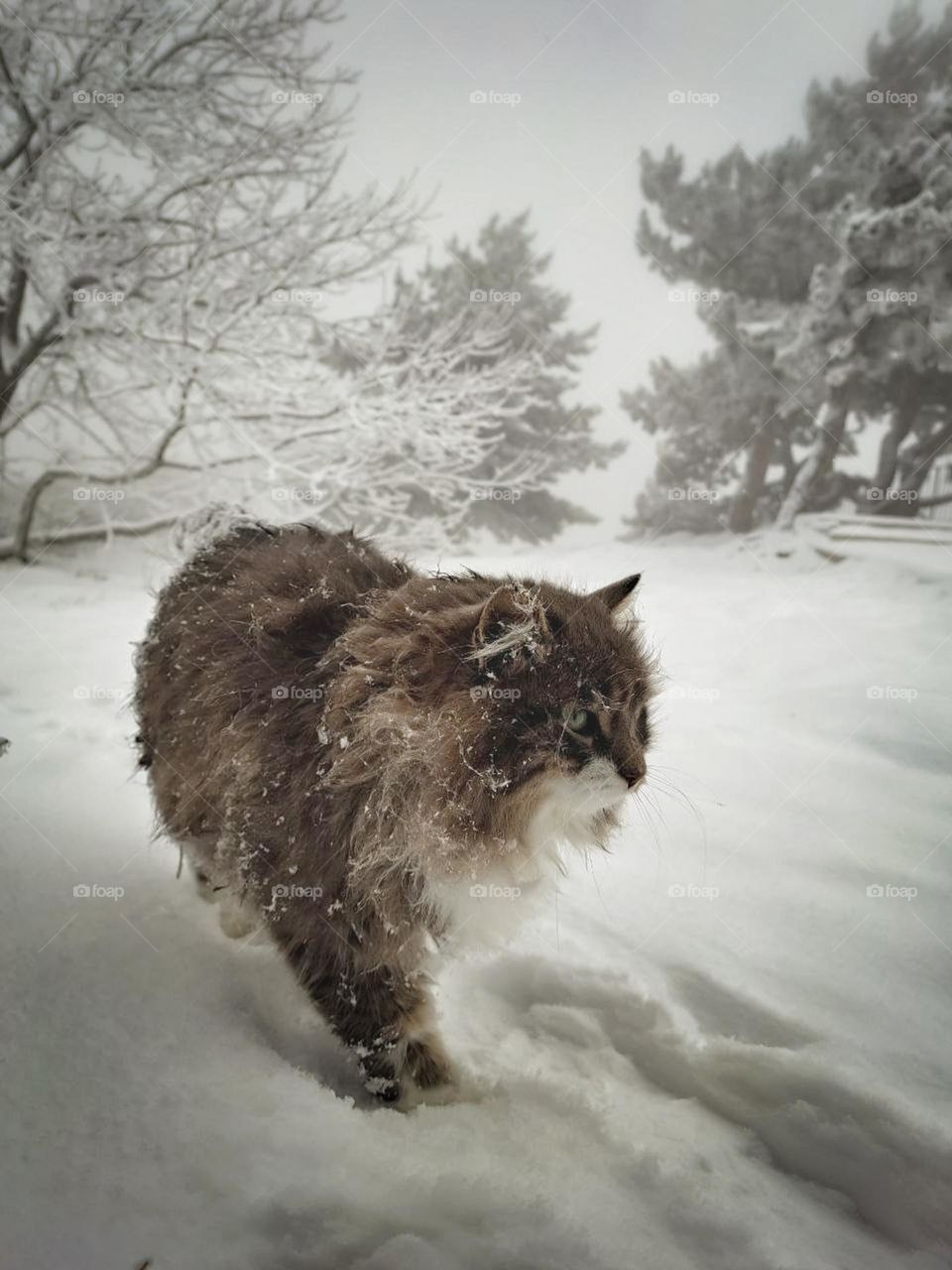 Winter Cat