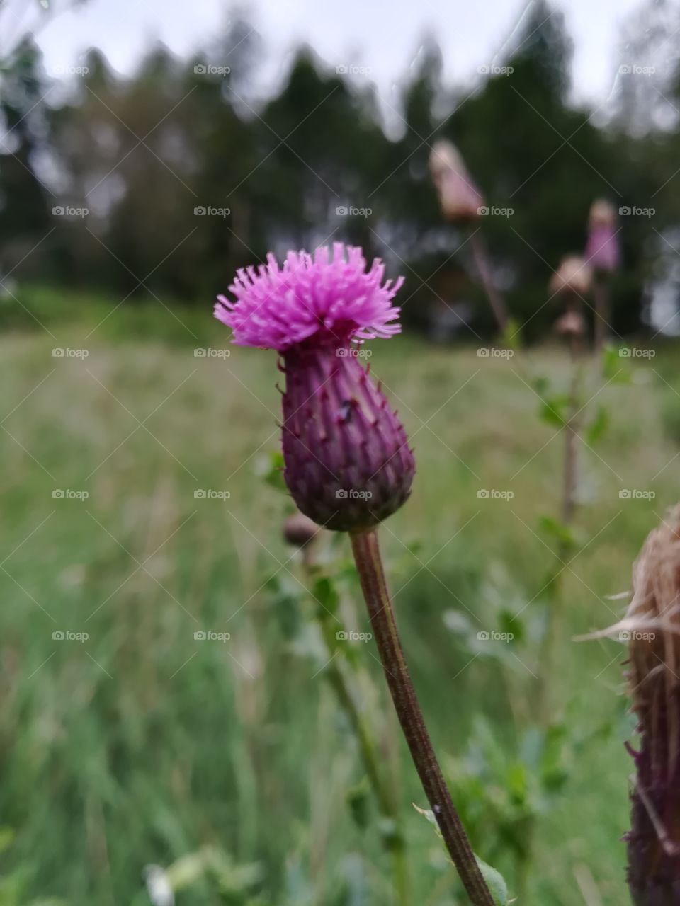 Thistle