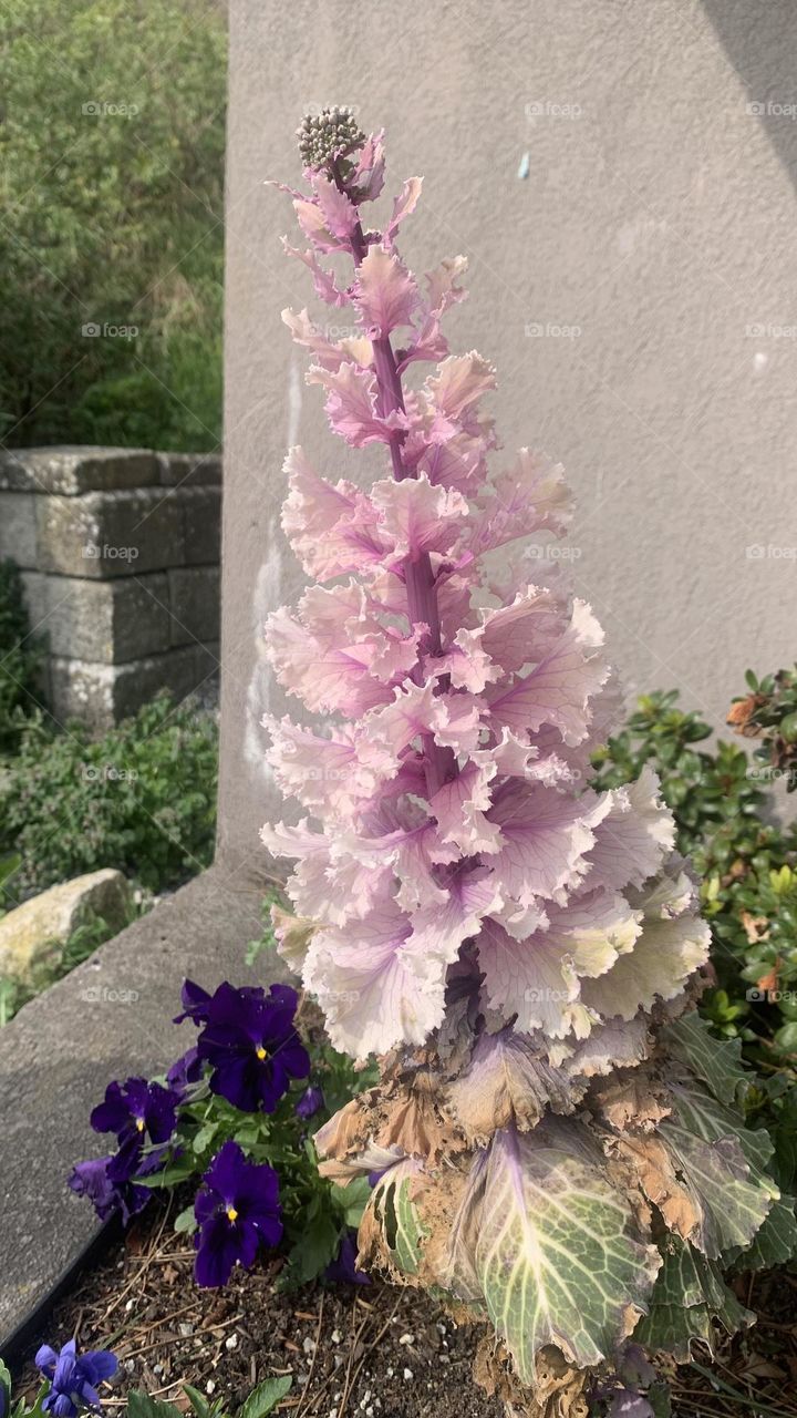 Ornamental kale and cabbage growing in spring in a garden on a sunny day 
