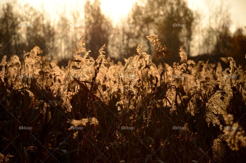 Evening grass