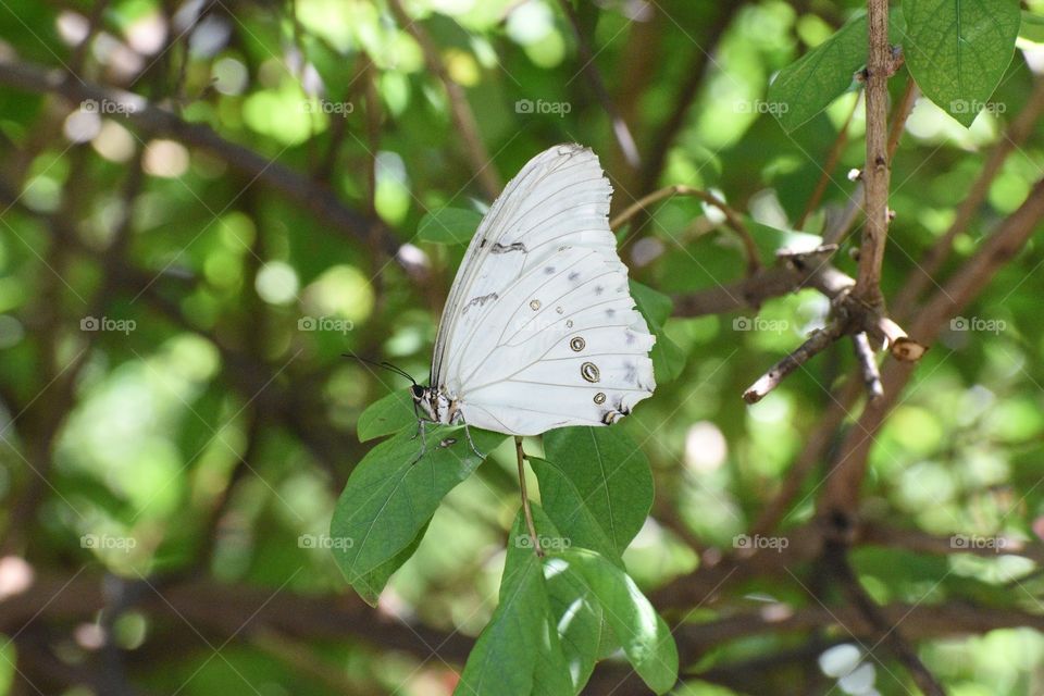 A Beautiful White Butterfly