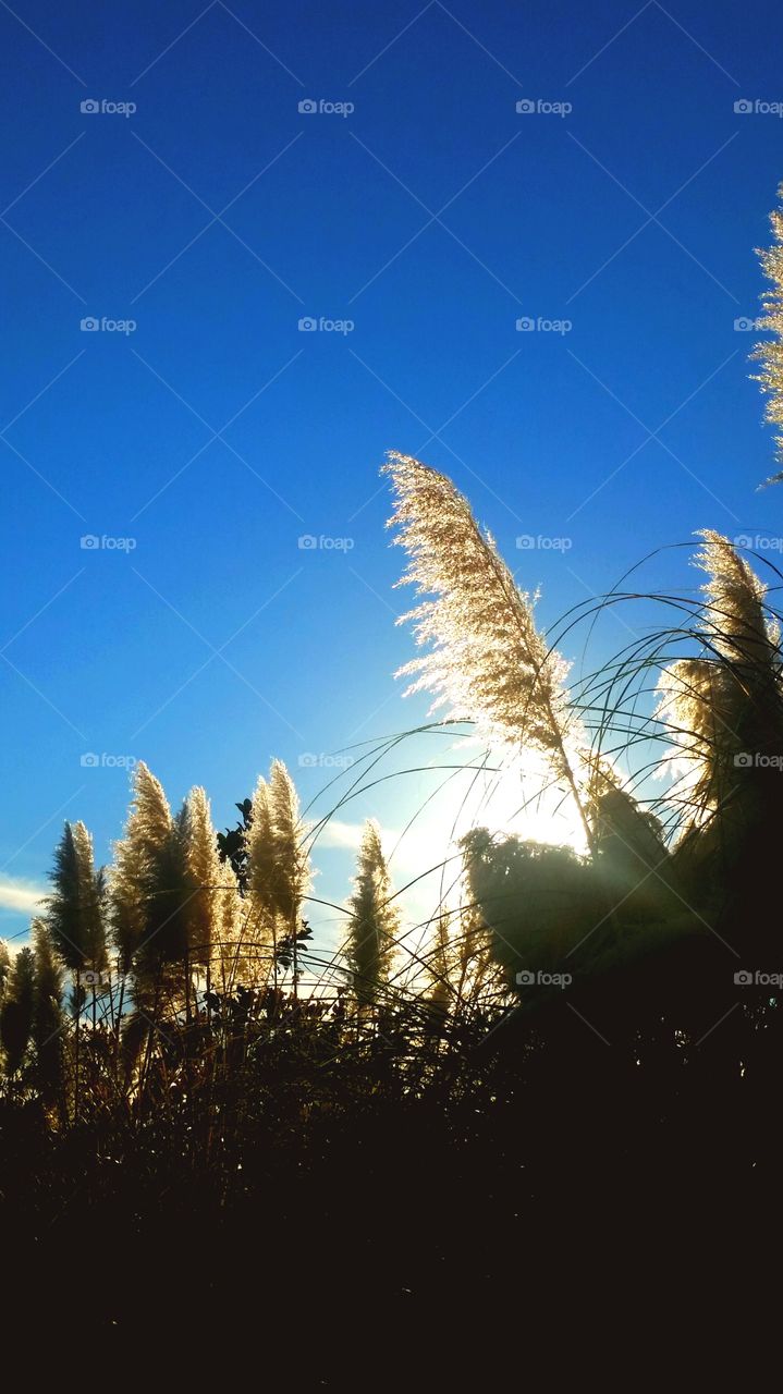 grain. sun shining in California