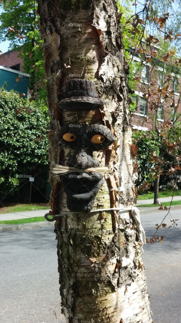 Odd local art in tree in the West end of Vancouver BC