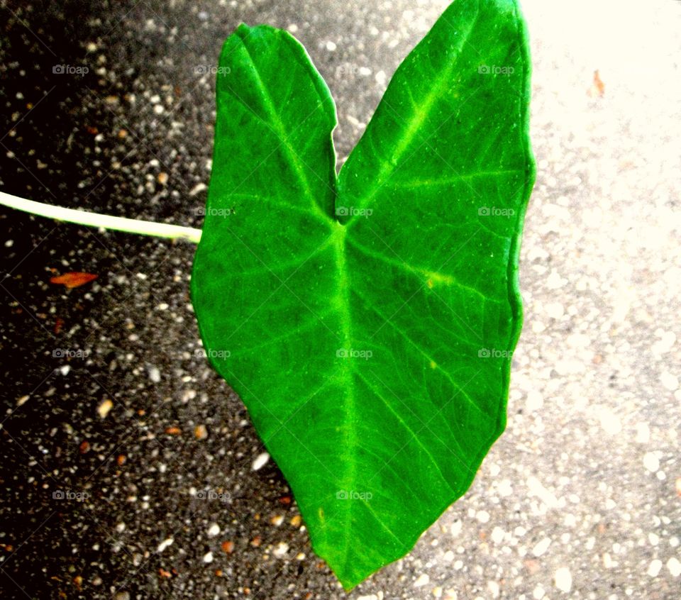 Leaf