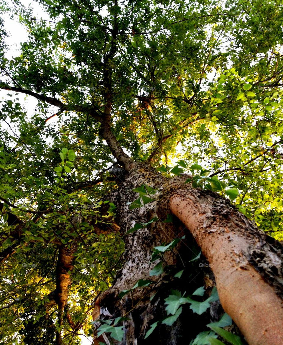 Looking Up In My Backyard