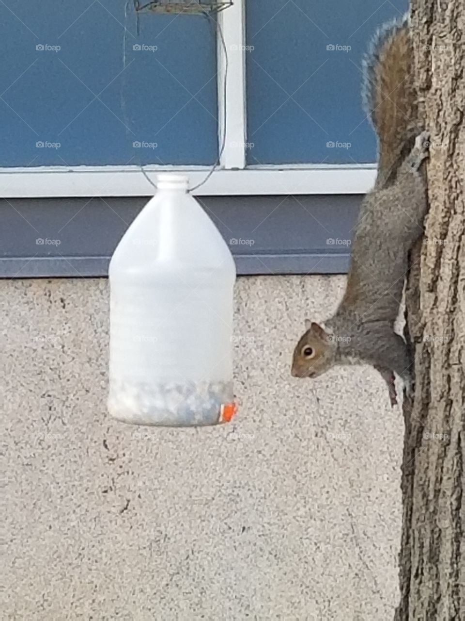 Trish the Squirrel