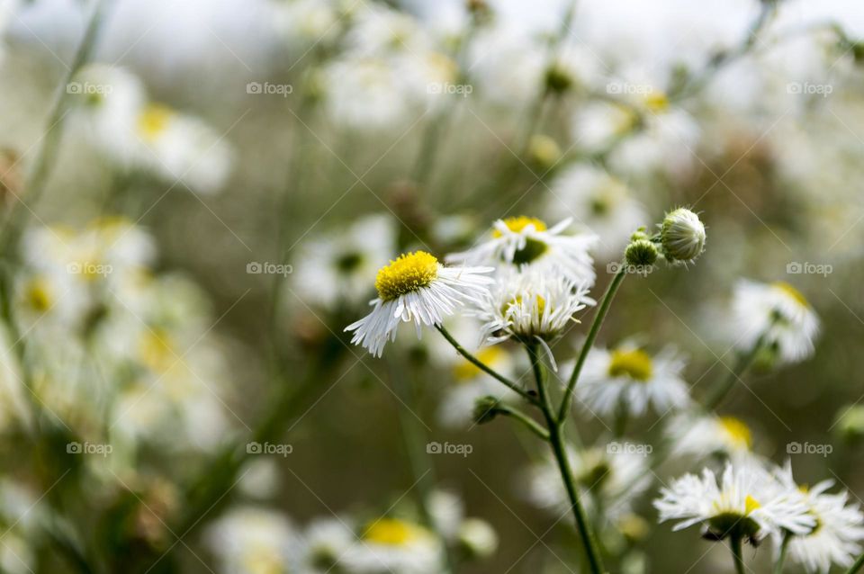 Erigeron annuus (formerly Aster annuus), the annual fleabane, daisy fleabane, or eastern daisy fleabane