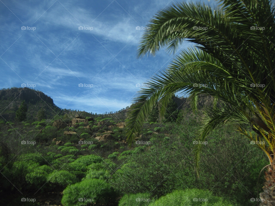sky plants nature palm by Tuvezz