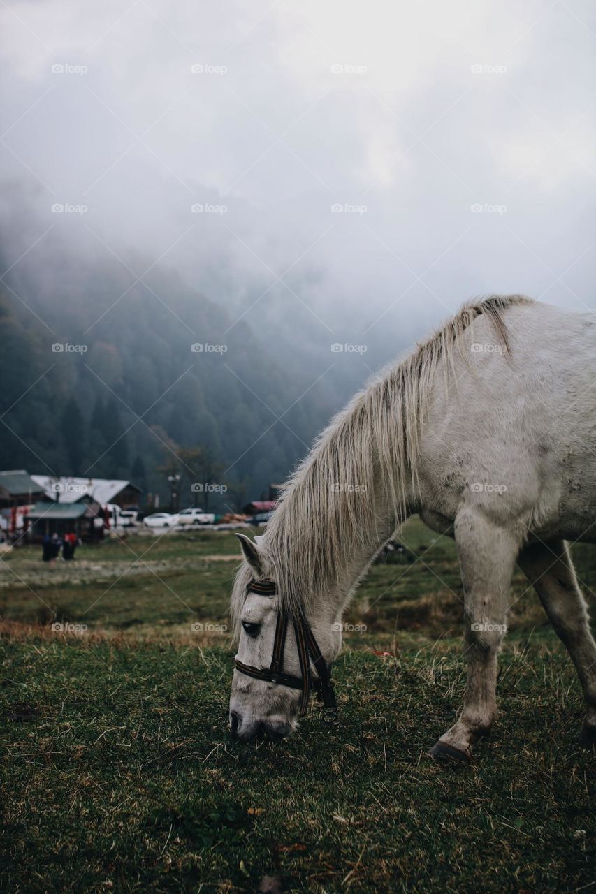 the horse and the fog