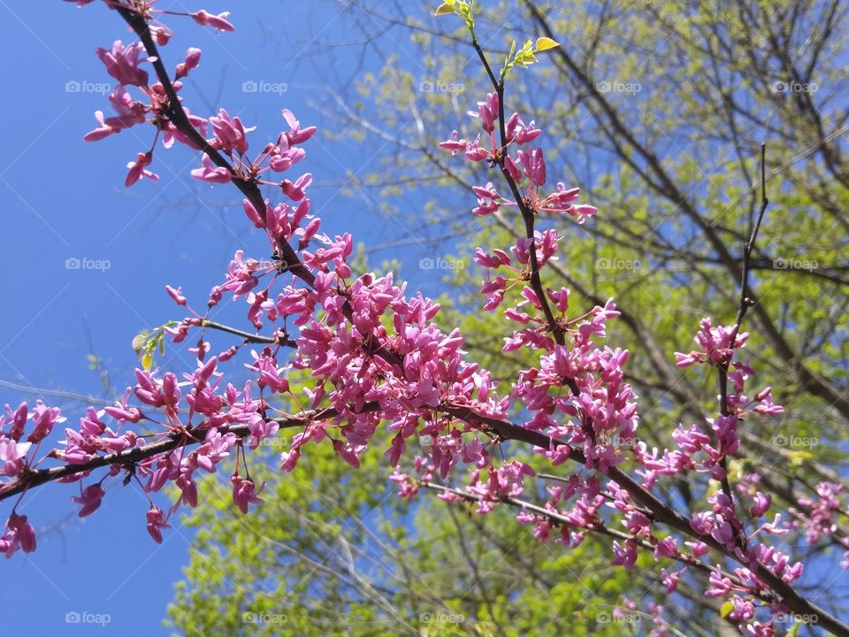 sakura