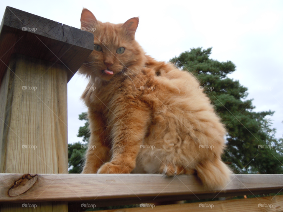 cat katt husdjur pet by MagnusPm