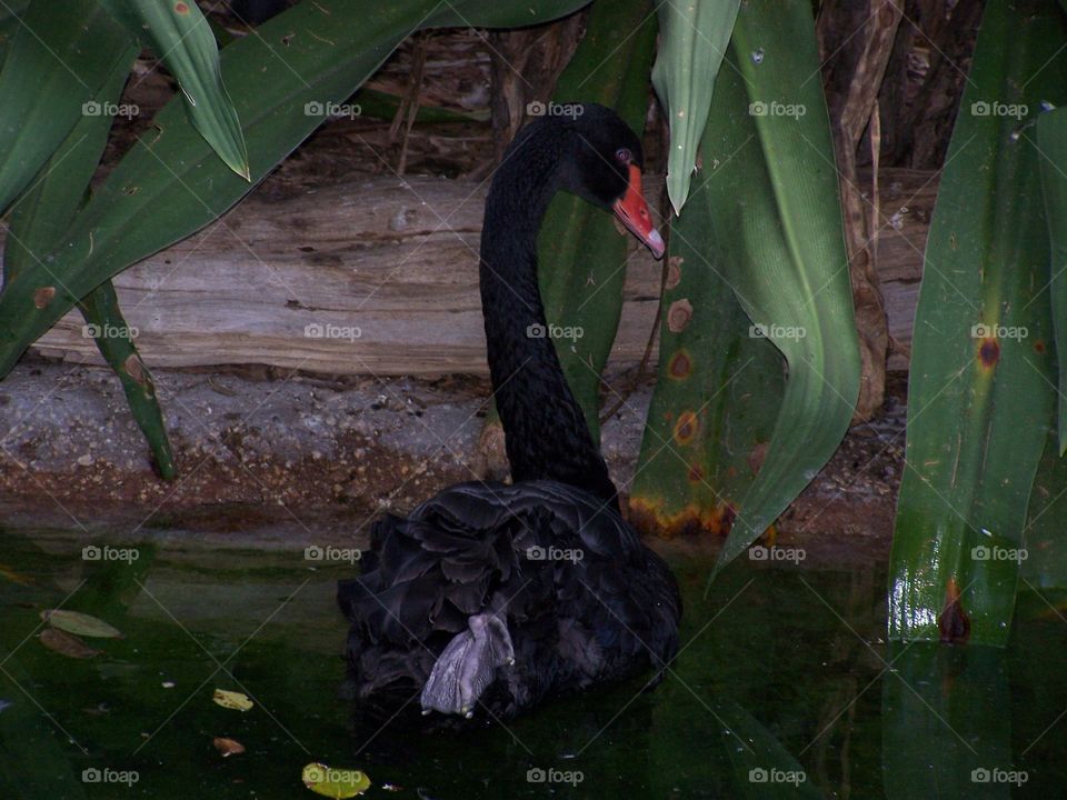Black swan at the Alligator Farm in St. Augustine FL