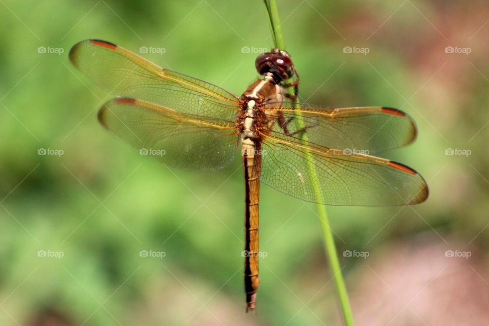 Dragonfly at rest. 