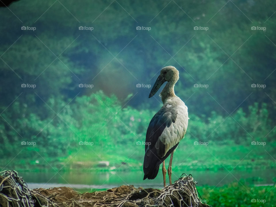 Bird -The Asian Openbill stork (Anastomus oscitans)is a large wading bird in the stork family ciconiidae.This distinctive stork is found mainly in the Indian subcontinent and southeast Asia.They are grayish in colour with black feather and pink legs