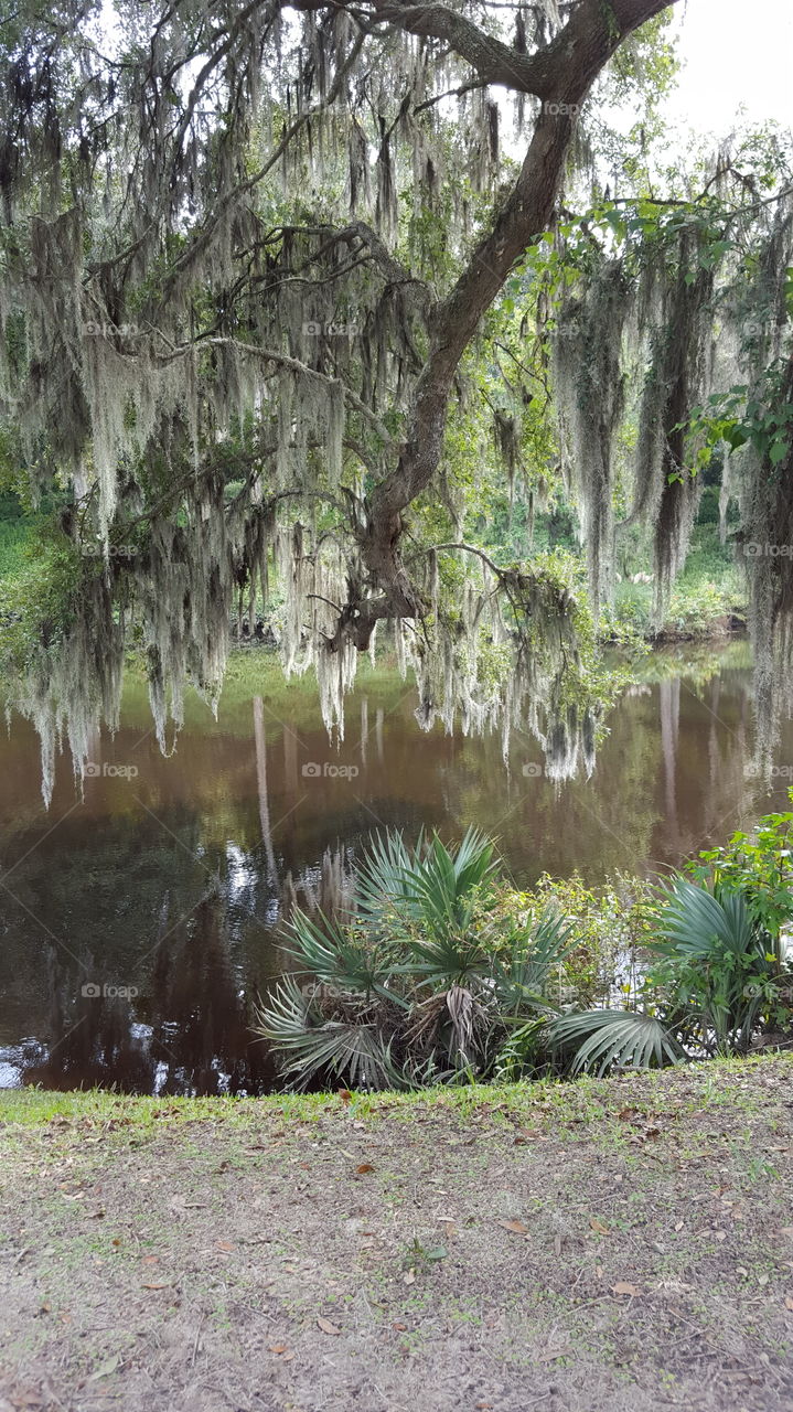 Southern Swamp 1. In the gardens of a plantation