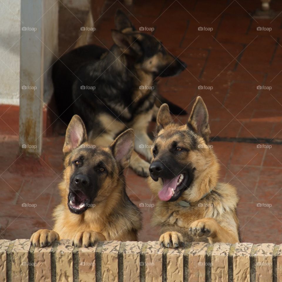 German Shepards