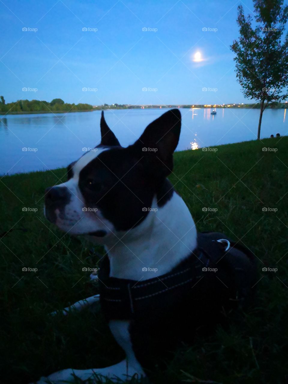 bozo the Boston Terrier enjoying the evening at Howard Amon park in Richland, WA with a full moon to light up the night.