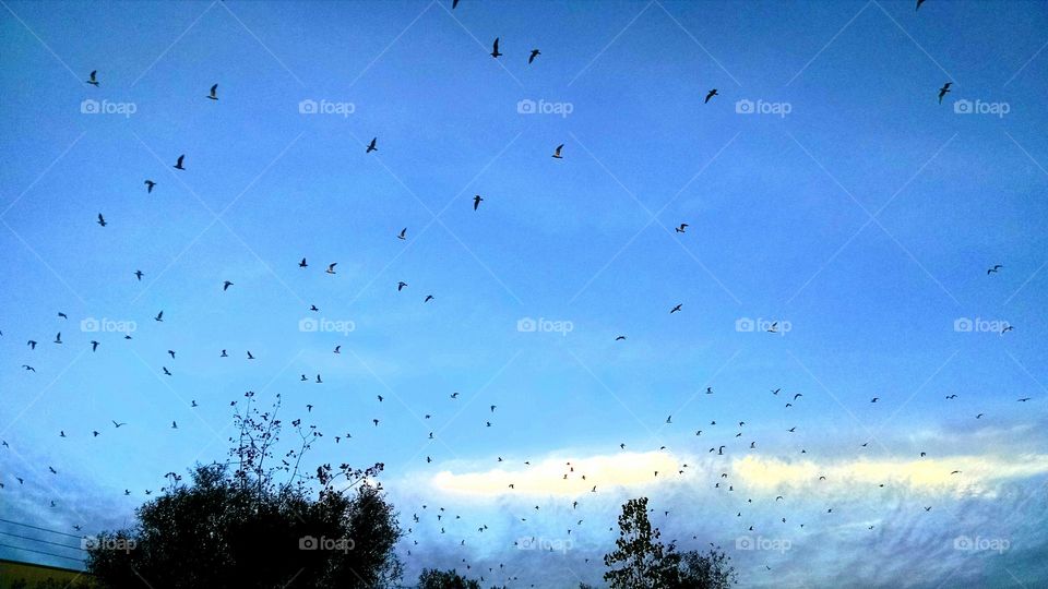 BIRDS. I took this pic in October 2015 in Edison New Jersey of birds flying out from a tree