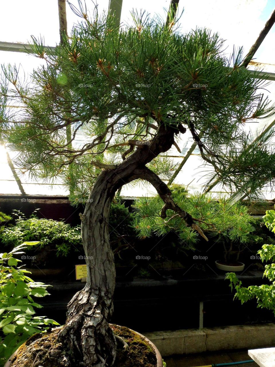 palm house in the city of Walbrzych in Poland