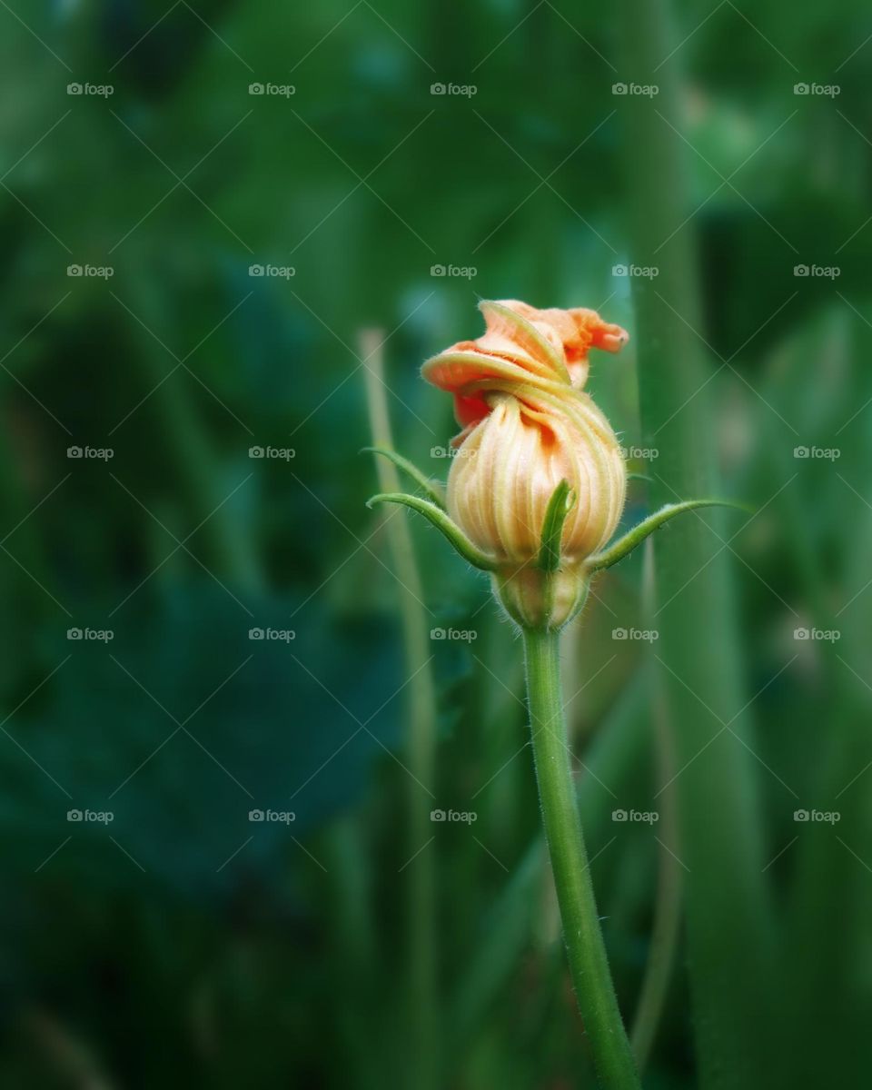 cabbage flowers