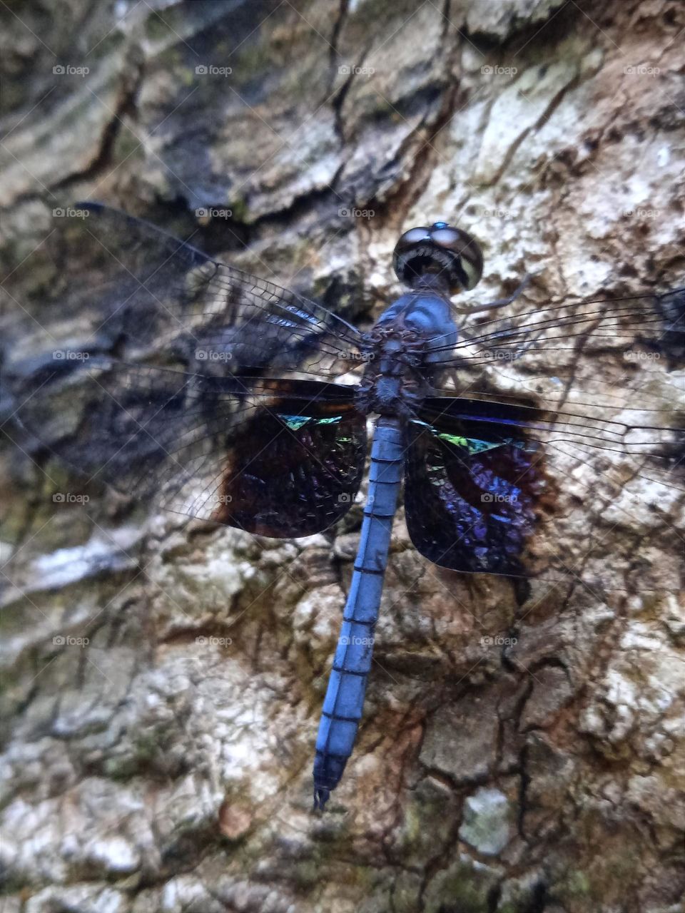 A blue dragonfly with the shinning wings.