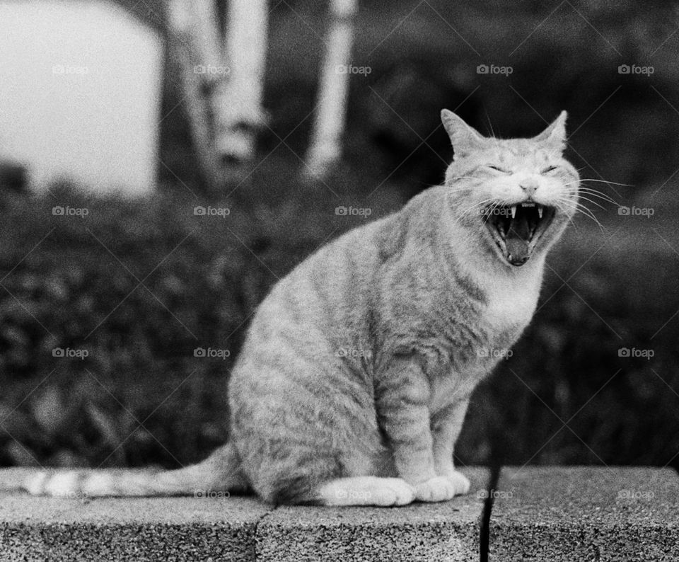 Yawn Cat