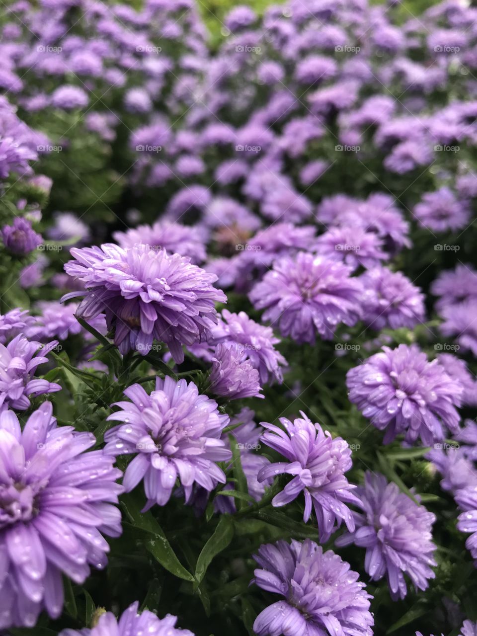 Beautiful purple flowers 