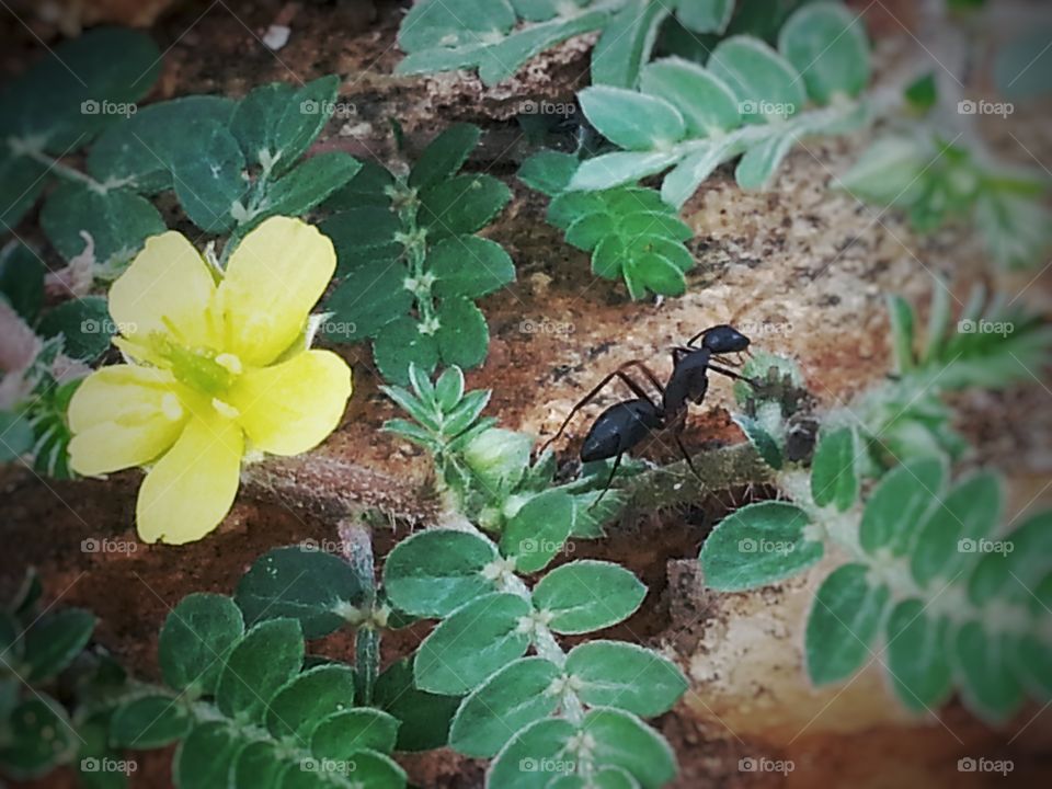 yellow and green. road flowers