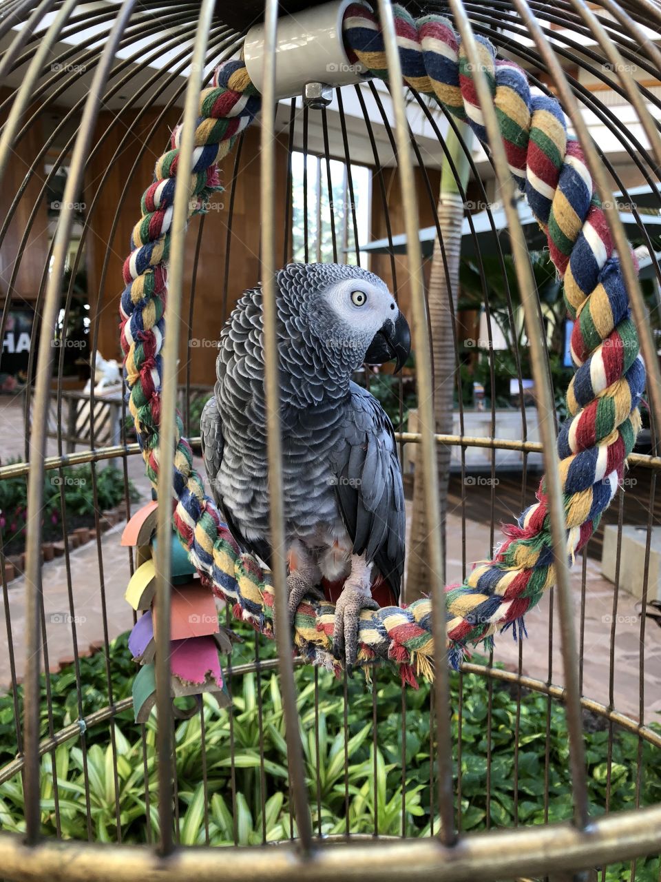 Parrot in the cage. 