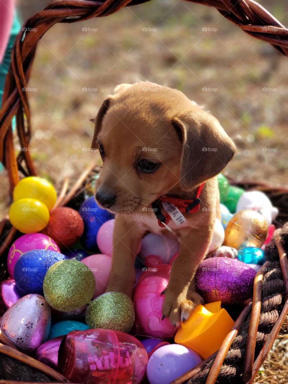 A dog's first Easter!
