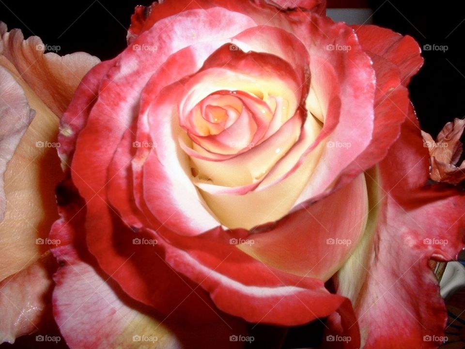 Oregon Rose