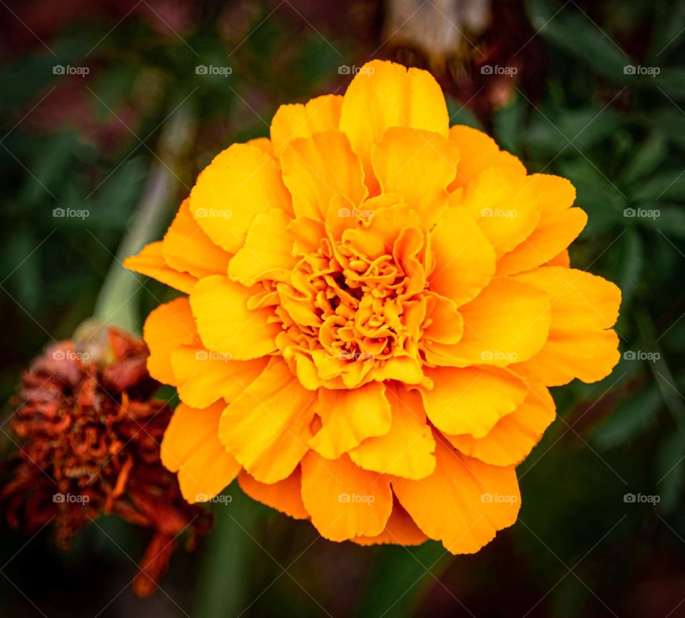 A close-up of a gold marigold in the garden.
