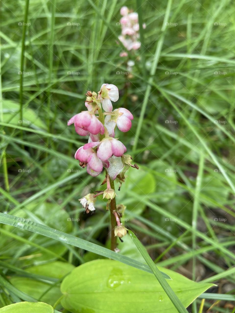 Whimsical pink flower.