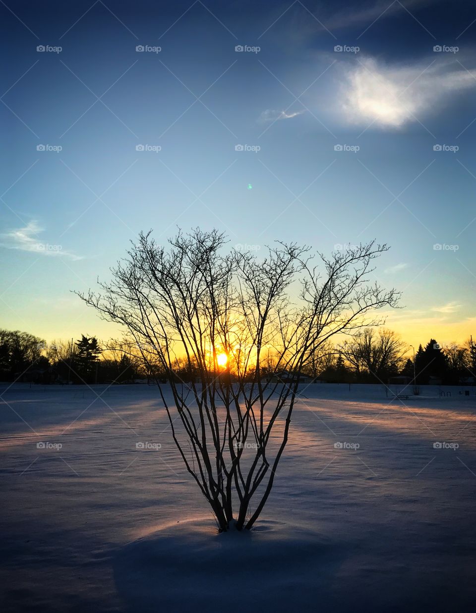 Winter sunset behind a shrub—taken in Dyer, Indiana 