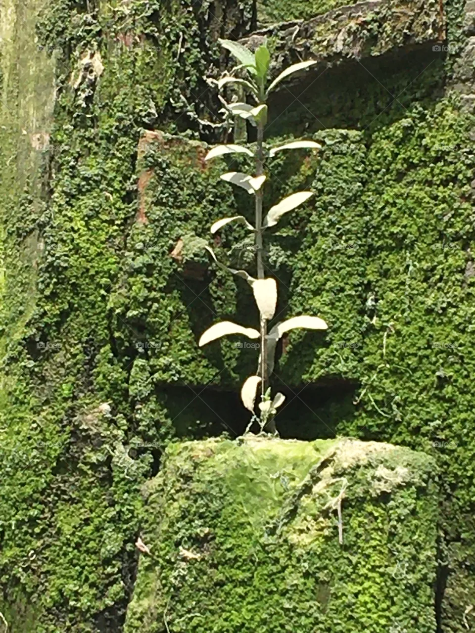 Plant grown against the moss