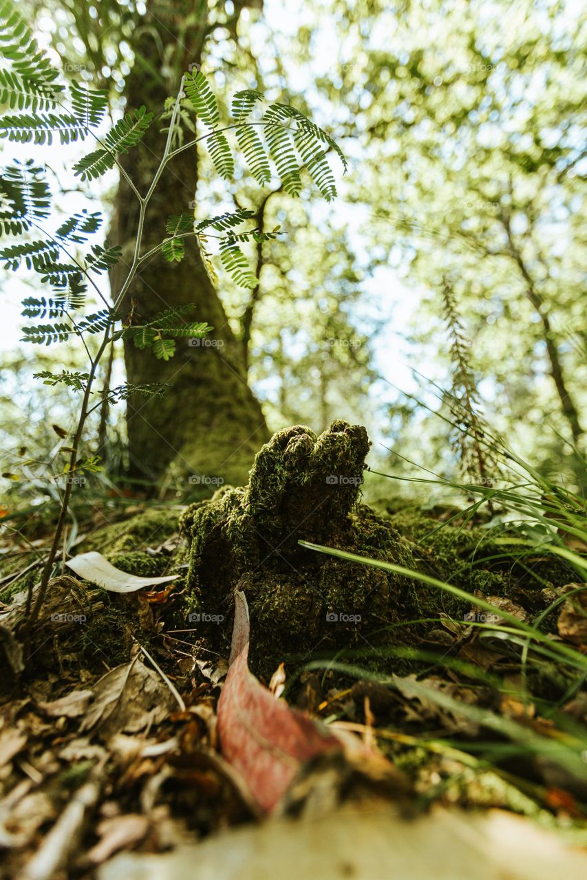 Close Up Moss Covered Treet Stump
