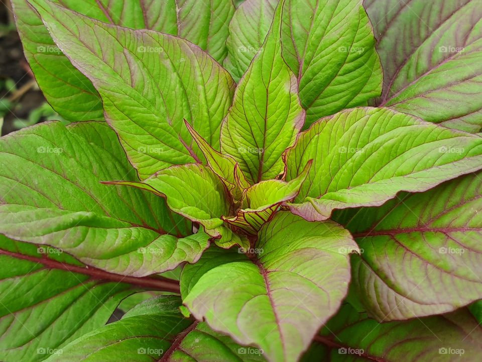 green plant with red stripes closeup