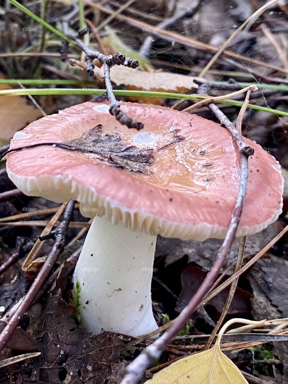 Mushroom 