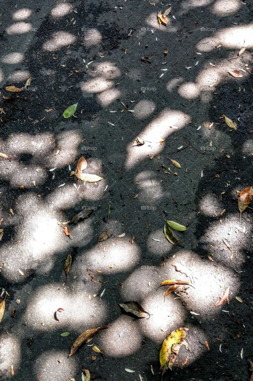 First signs of autumn: the sunshine through the tree leaves with fallen leaves under a taller tree on the road.